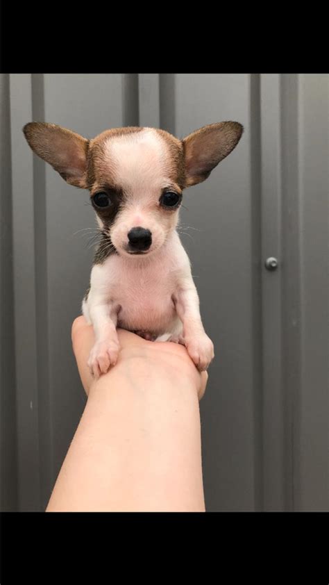 Screened for quality. . Teacup chihuahua puppies for sale near me